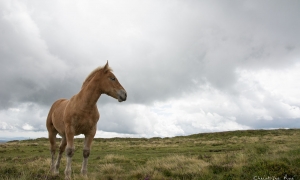 Troncais-Nature en vallée de Chaudefour