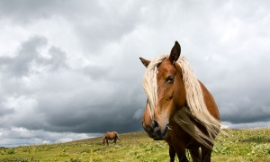 Troncais-Nature en vallée de Chaudefour