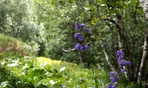 Troncais-Nature en vallée de Chaudefour