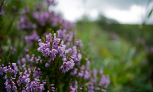 Troncais-Nature en vallée de Chaudefour