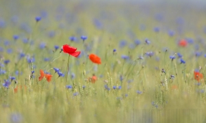 Troncais-Nature, Bleu, rouge, la fin du printemps Troncais-Nature, Bleu, rouge, la fin du printemps