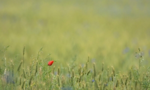 Troncais-Nature, Seul en Rouge Troncais-Nature, Seul en Rouge