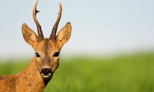 Troncais-Nature, Portrait de brocard Troncais-Nature, Portrait de brocard