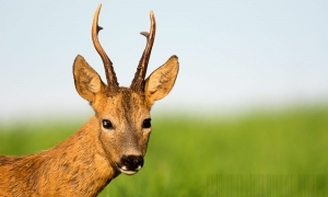 Troncais-Nature, Portrait de brocard