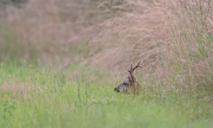 Troncais-Nature, Brocard Troncais-Nature, Brocard