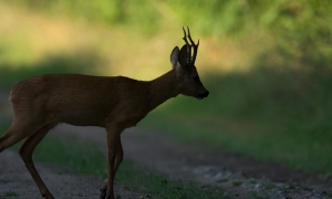 Troncais-Nature, Une ombre passe