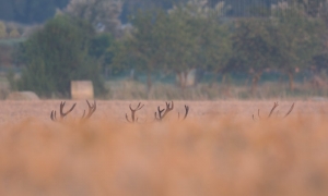 Troncais-Nature, Retrouvaille avec les grands