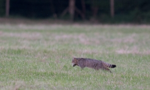 Troncais-Nature, Le chat forestier Troncais-Nature, Le chat forestier