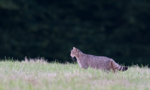 Troncais-Nature, Le chat forestier Troncais-Nature, Le chat forestier