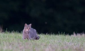 Troncais-Nature, Le chat forestier