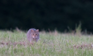 Troncais-Nature, Le chat forestier