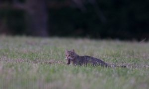 Troncais-Nature, Le chat forestier