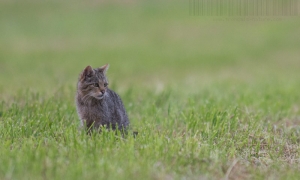 Troncais-Nature, Le chat forestier