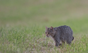 Troncais-Nature, Le chat forestier