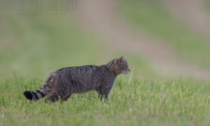Troncais-Nature, Le chat forestier