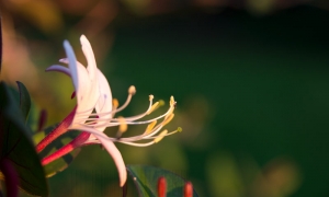 Troncais-Nature, Chèvrefeuille de Chine