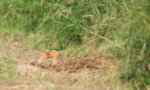 Troncais-Nature, Huppe fasciée