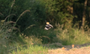 Troncais-Nature, Huppe fasciée Troncais-Nature, Huppe fasciée