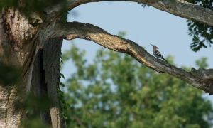 Troncais-Nature, Huppe fasciée