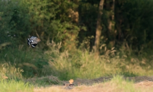 Troncais-Nature, Huppe fasciée Troncais-Nature, Huppe fasciée