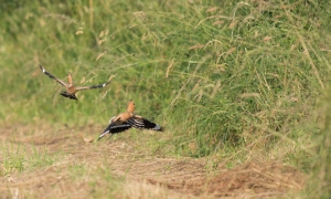 Troncais-Nature, Huppes fasciées