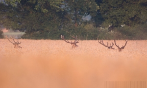 Troncais-Nature, Chamaillerie