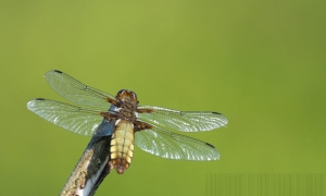 Troncais-Nature, Libellule déprimée femellle(Libellula depressa)