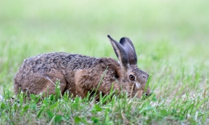 Troncais-Nature, Gourmand