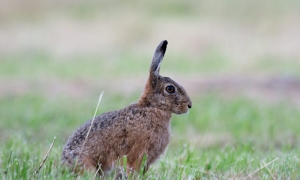 Troncais-Nature, Le lièvre