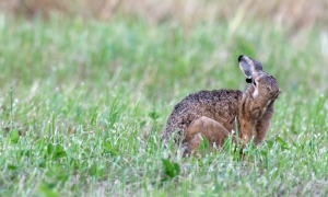 Troncais-Nature, Ça gratte