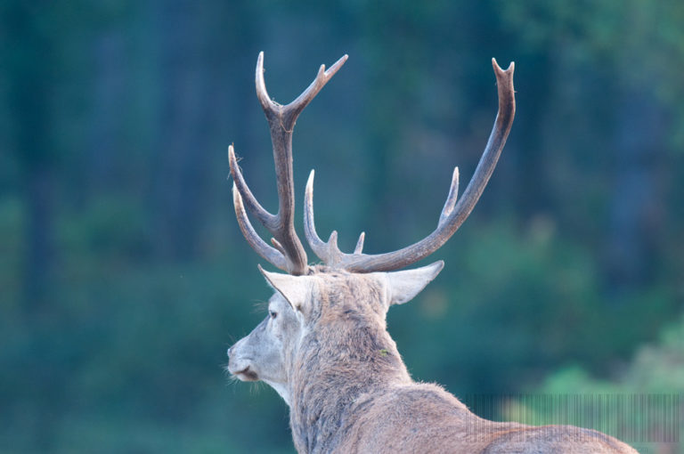 Profil de cerf