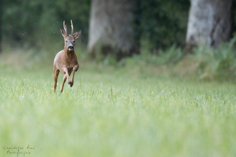Le chevreuil, animal d&rsquo;action