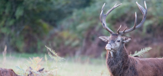 Rondo, cerf démonstratif, 2012
