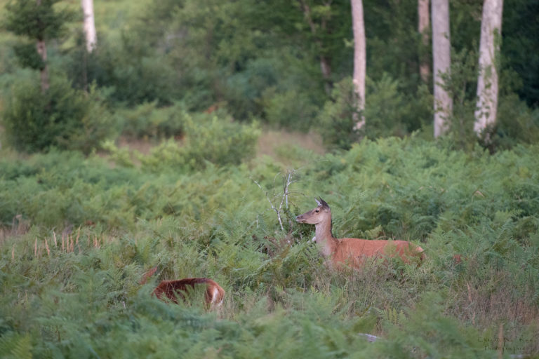 Déranger la faune sauvage