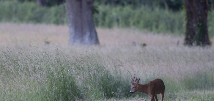 Brocard 2020, Allier