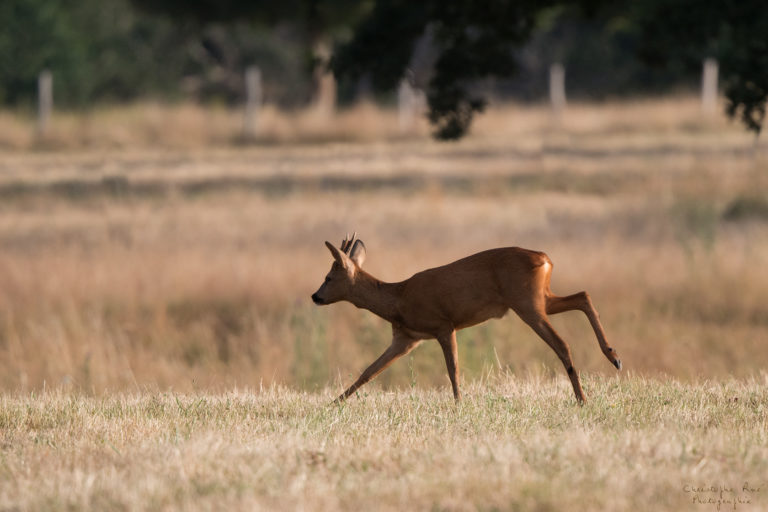 YouTube – Affûts & Photographie animalière – Abonnez-vous