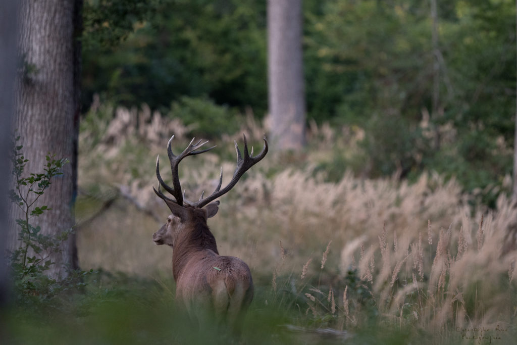 Cerf de Tronçais 2020