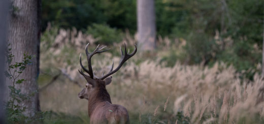 Cerf de Tronçais 2020