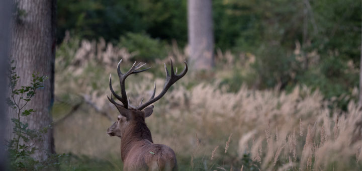 Cerf de Tronçais 2020