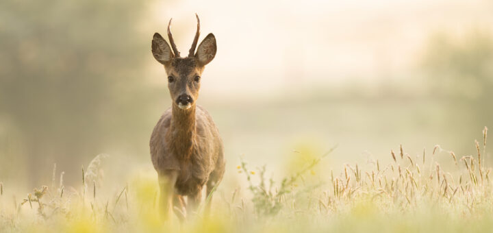 Le curieux, avril 2022
