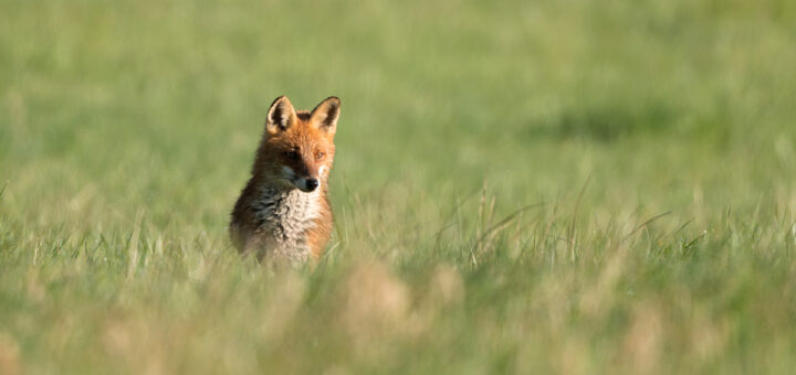 La renarde, avril 2022