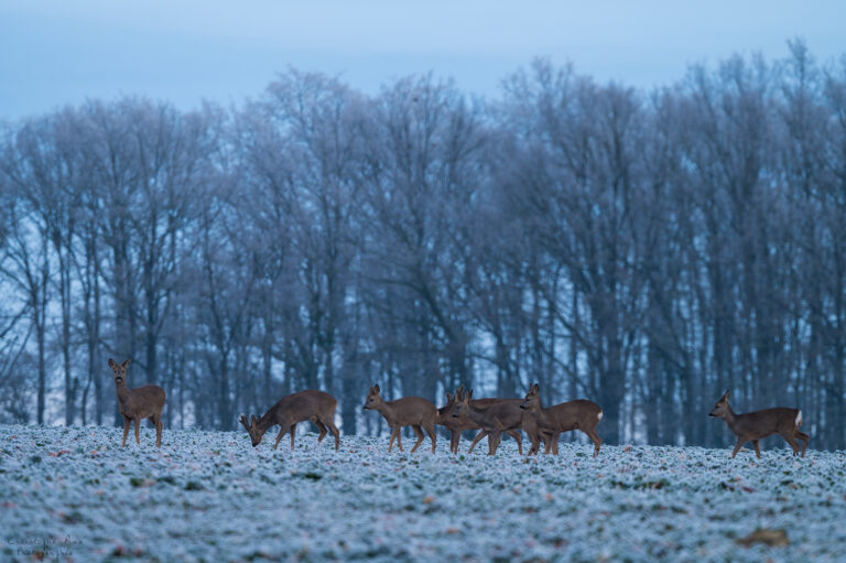 Aperçu de l'hiver
