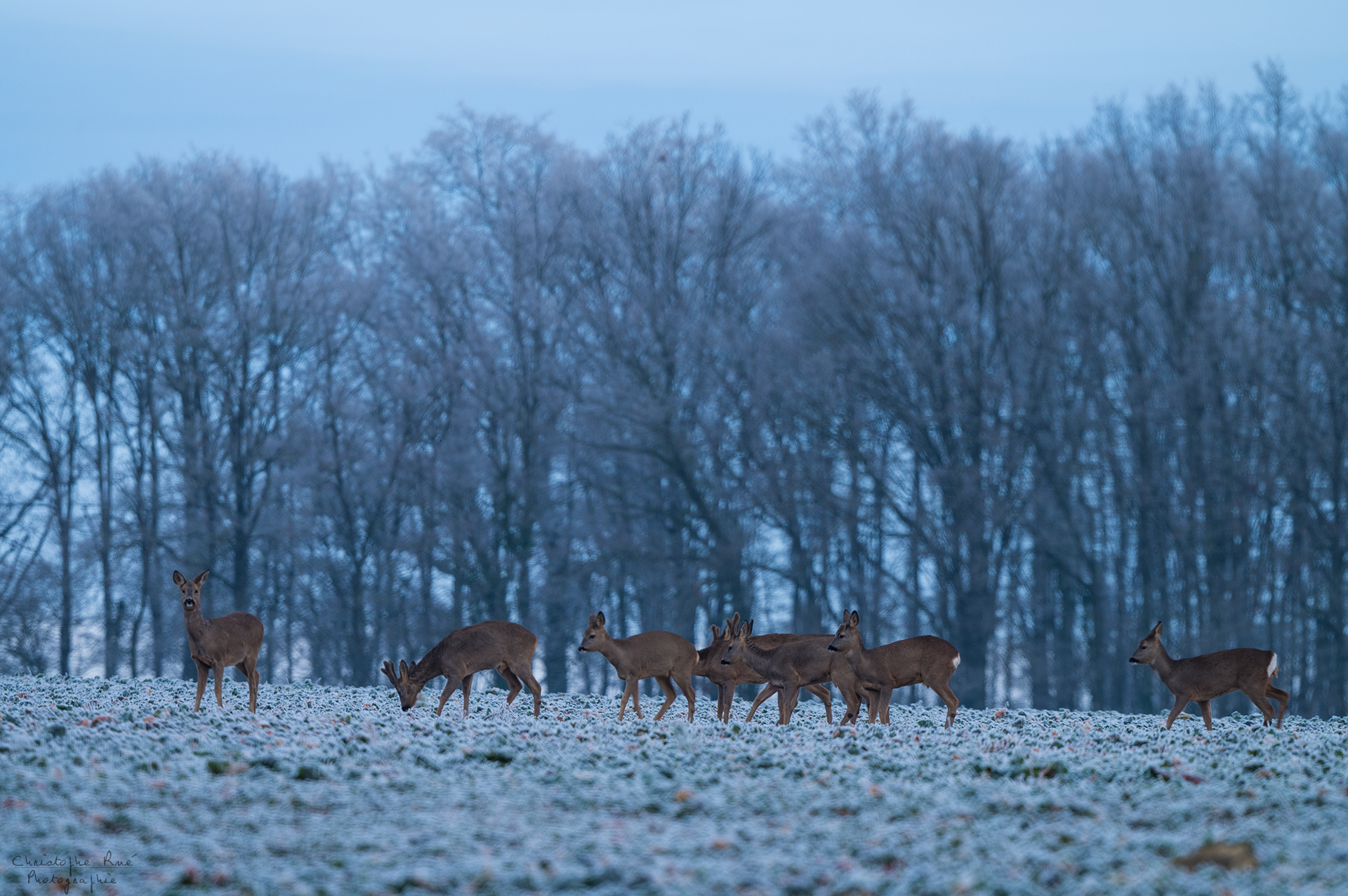 Aperçu de l'hiver