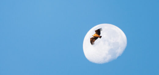 La lune et le vautour