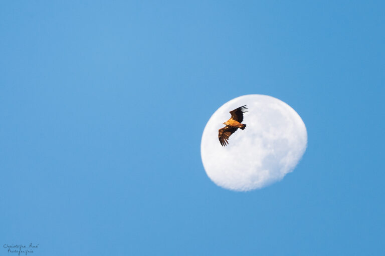La lune et le vautour
