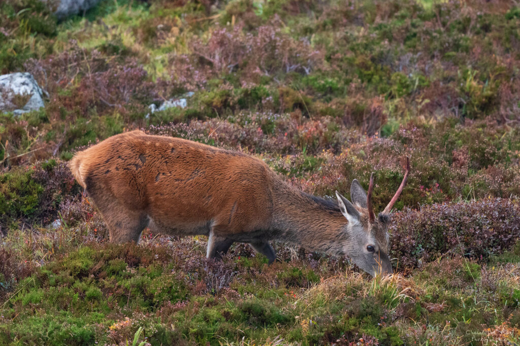 Intimité de l'affût