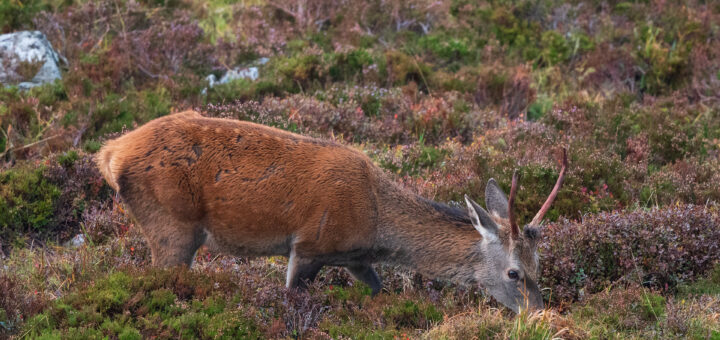 Intimité de l'affût