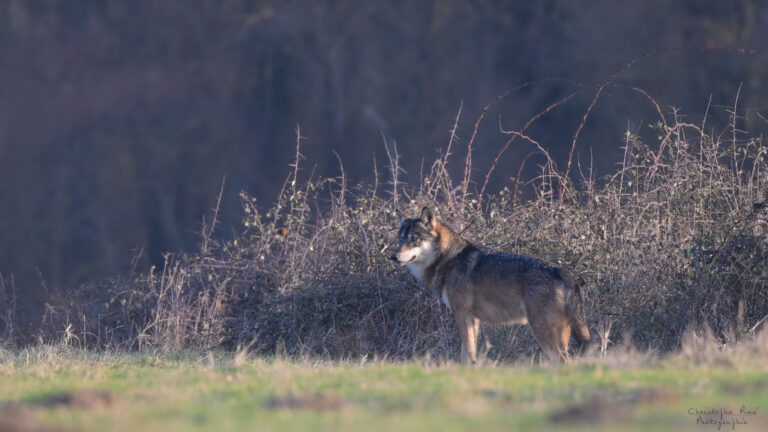 Canis lupus lupus