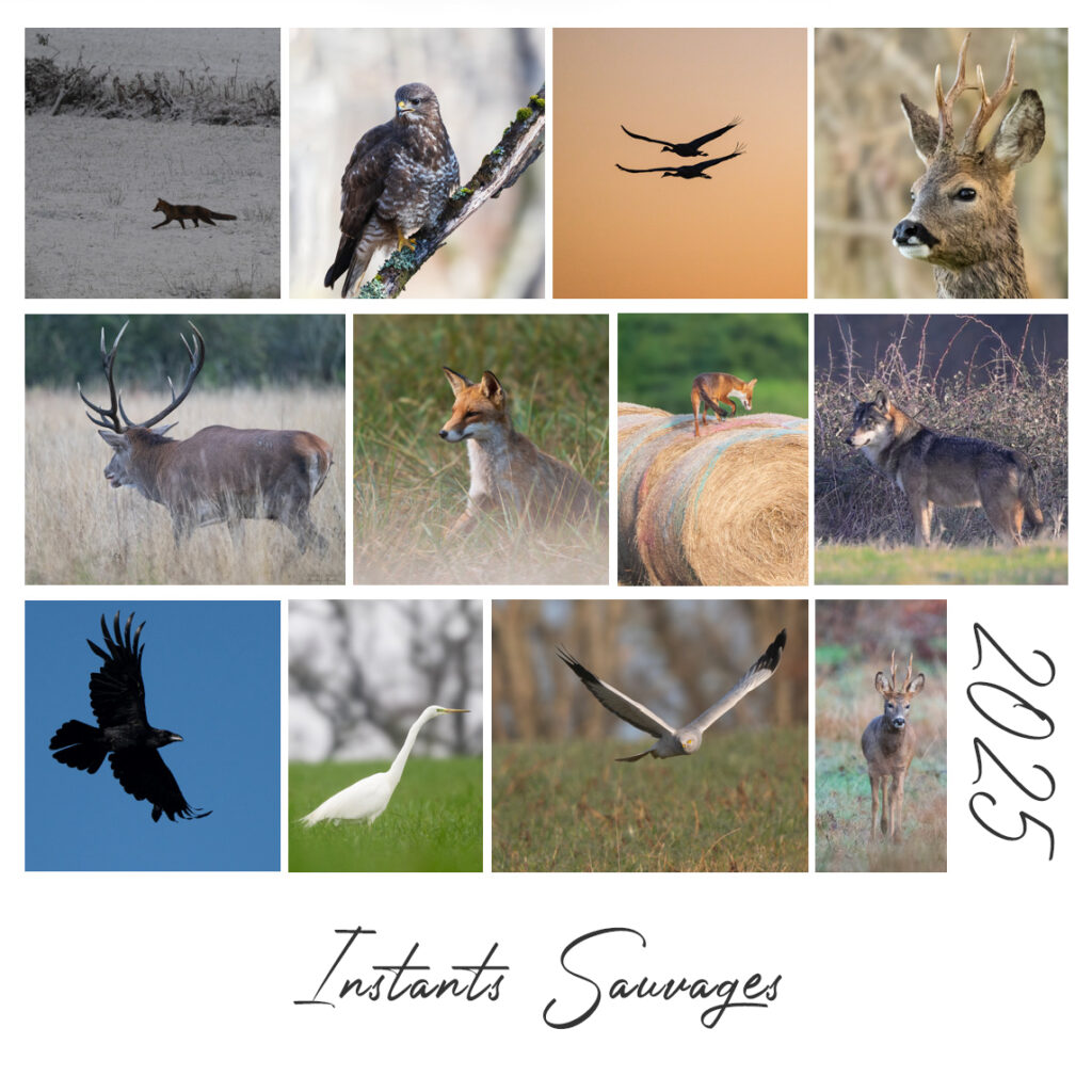 Tronçais Nature, Instant sauvage 2025