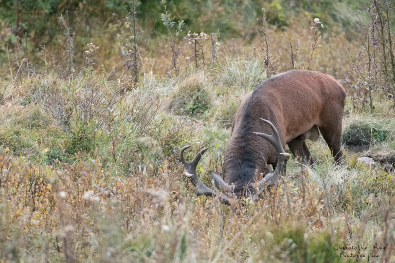 Cerfs d&rsquo;automne 2016
